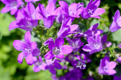 Campanula Portenschlagiana Cineraria - campanula-portenschlagiana-cineraria