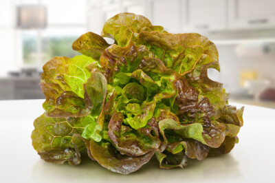 Lattuga Canasta - Lattuga Canasta