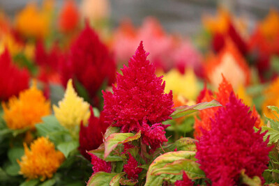 Celosia - celosia