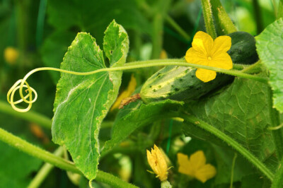 Pianta del Cetriolo - cetriolo-pianta