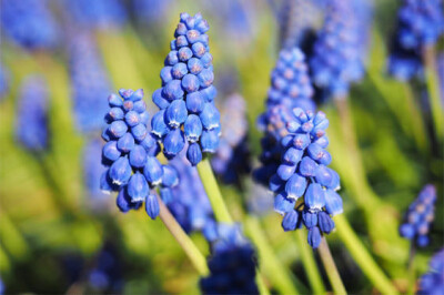 Cipollaccio - Muscari Armeniacum - cipollaccio-scelte-per-te