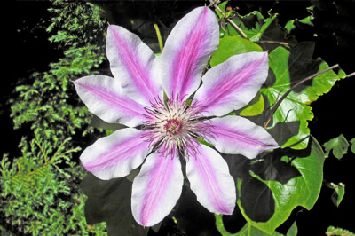Clematis - clematis-fiore