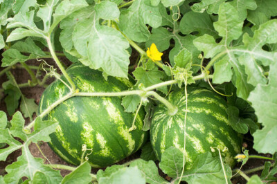 Cocomero o Anguria - cocomero-pianta