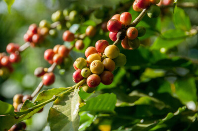 Coffea arabica - coffee-arabica