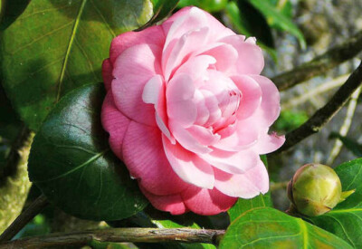 Camelia - coltivazione-camelia-scelte-per-te