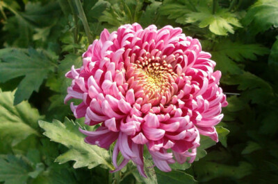 Crisantemo - crisantemo-scelte-per-te-giardino