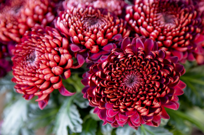 Crisantemo Settembrino - crisantemo-settembrino