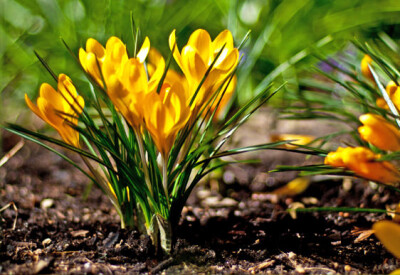 Crocus - crocus-scelte-per-te-giardino