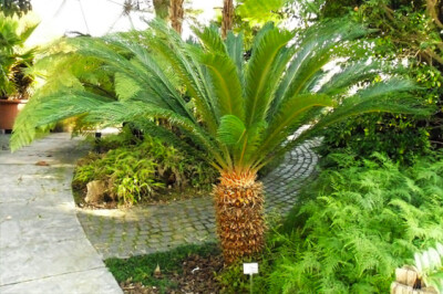 Cycas Revoluta - cycas-revoluta-scelte-per-te
