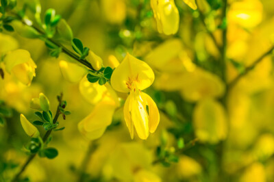 Cytisus - cytisus