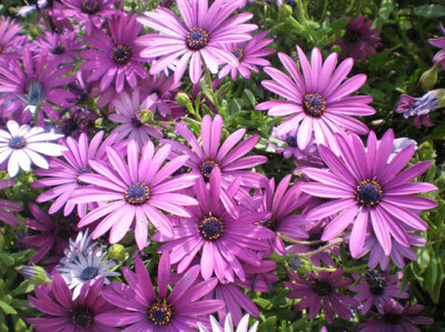 Dimorfoteca - dimorfoteca-scelte-per-te-giardino