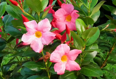 Dipladenia - dipladenia