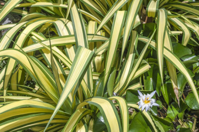 Dracena - dracena-janet