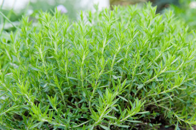 Dragoncello - dragoncello