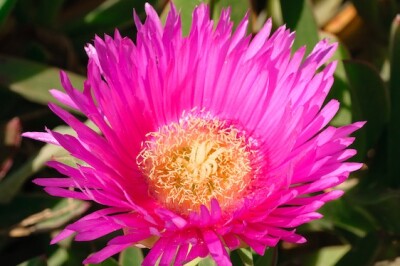 Barba di Giove - drosanthemum