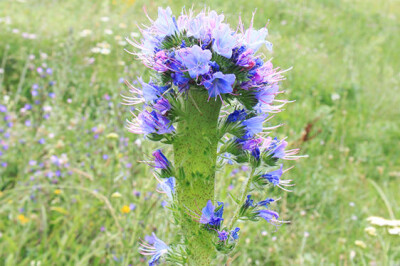 Echium - echium