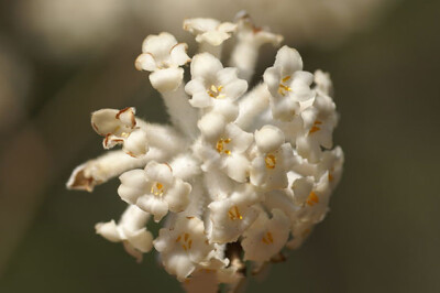 Edgeworthia Chrysantha - edgeworthia-chrysantha