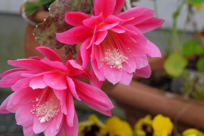 Epiphyllum - epiphyllum