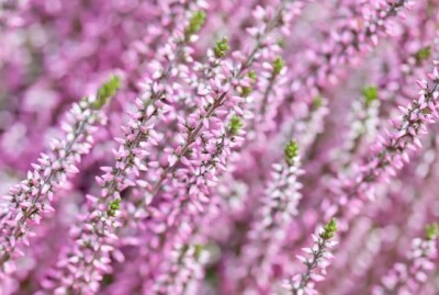 Erica Calluna - erica