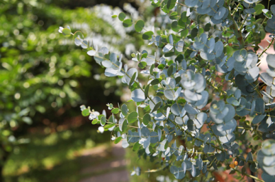 Eucalipto Gunnii - eucalypto-gunnii