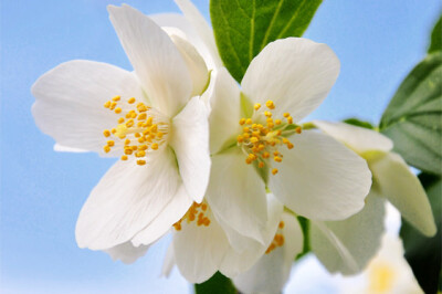 Filadelfo - filadelfo