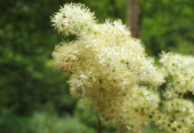 Filipendula - filipendula-scelte-per-te