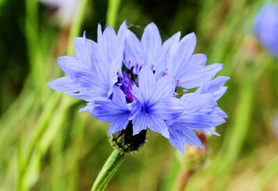 Fiordaliso - fiordaliso-scelte-per-te-giardino