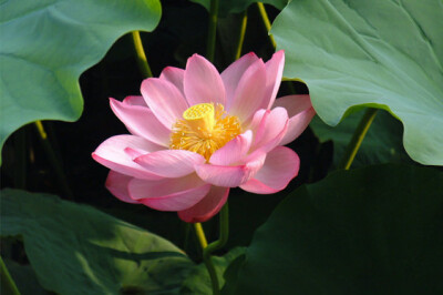 Fiore di Loto - fiore-di-loto-scelte-per-te