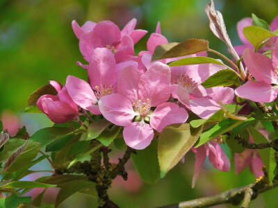 Fiori di Pesco - fiori-pesco