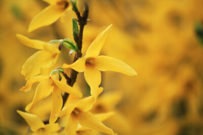 Forsizia - forsizia-scelte-per-te