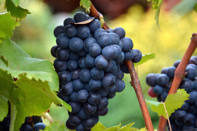 Uva Nera Fragola - Uva Nera Fragola