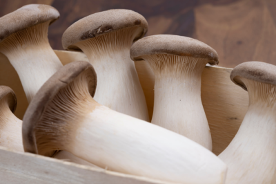 Fungo Cardoncello - fungo-cardoncello