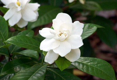 Gardenia - gardenia-scelte-per-te-conad-copia