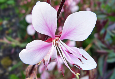 Gaura - gaura-scelte-per-te
