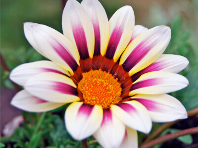 Gazania - gazania-scelte-per-te-giardino