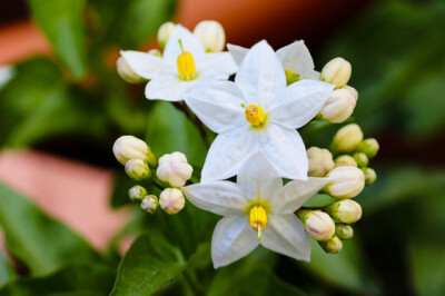 Gelsomino di notte - gelsomino-notte-sito