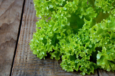 Gentilina Verde - Gentilina Verde