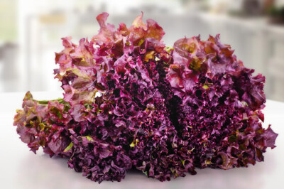 Gentilina Rossa - Gentilina Rossa