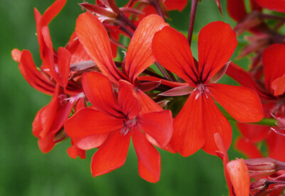 Geranio Parigino - geranio-scelte-per-te