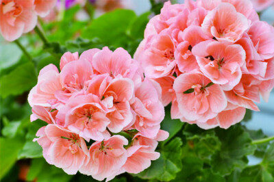 Geranio Zonale - geranio