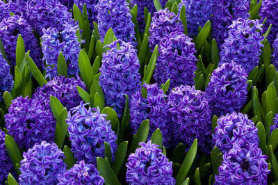 Giacinto - giacinto-scelte-per-te