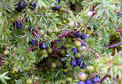 Ginepro - ginepro-scelte-per-te-giardino