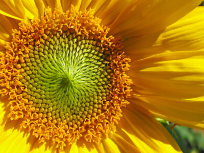 Girasole - girasole-scelte-per-te-giardino