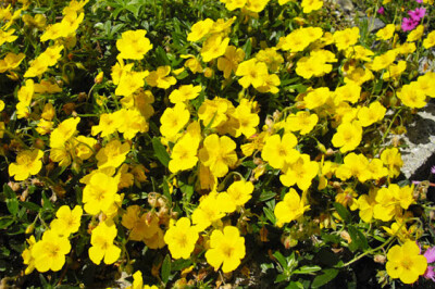 Helianthemum - helianthemum-scelte-per-te