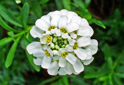 Iberis - iberis-scelte-per-te