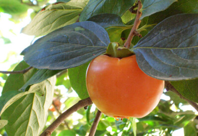 Kaki - kaki-scelte-per-te-giardino