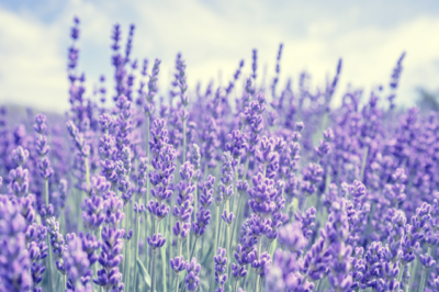 Lavanda Selvatica - lavanda-selvatica