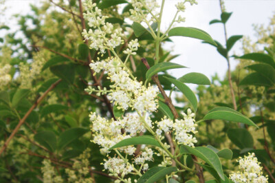 Ligustrum - ligustrum-scelte-per-te-giardino