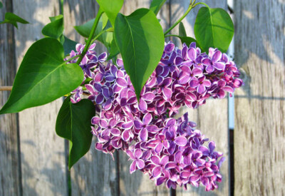 Lillà - lilla-scelte-per-te-giardino