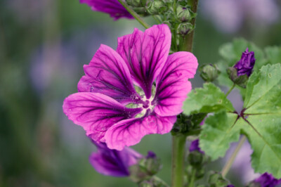 Malva - malva-1